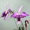 Laelia anceps Big Tree.